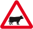 cattle